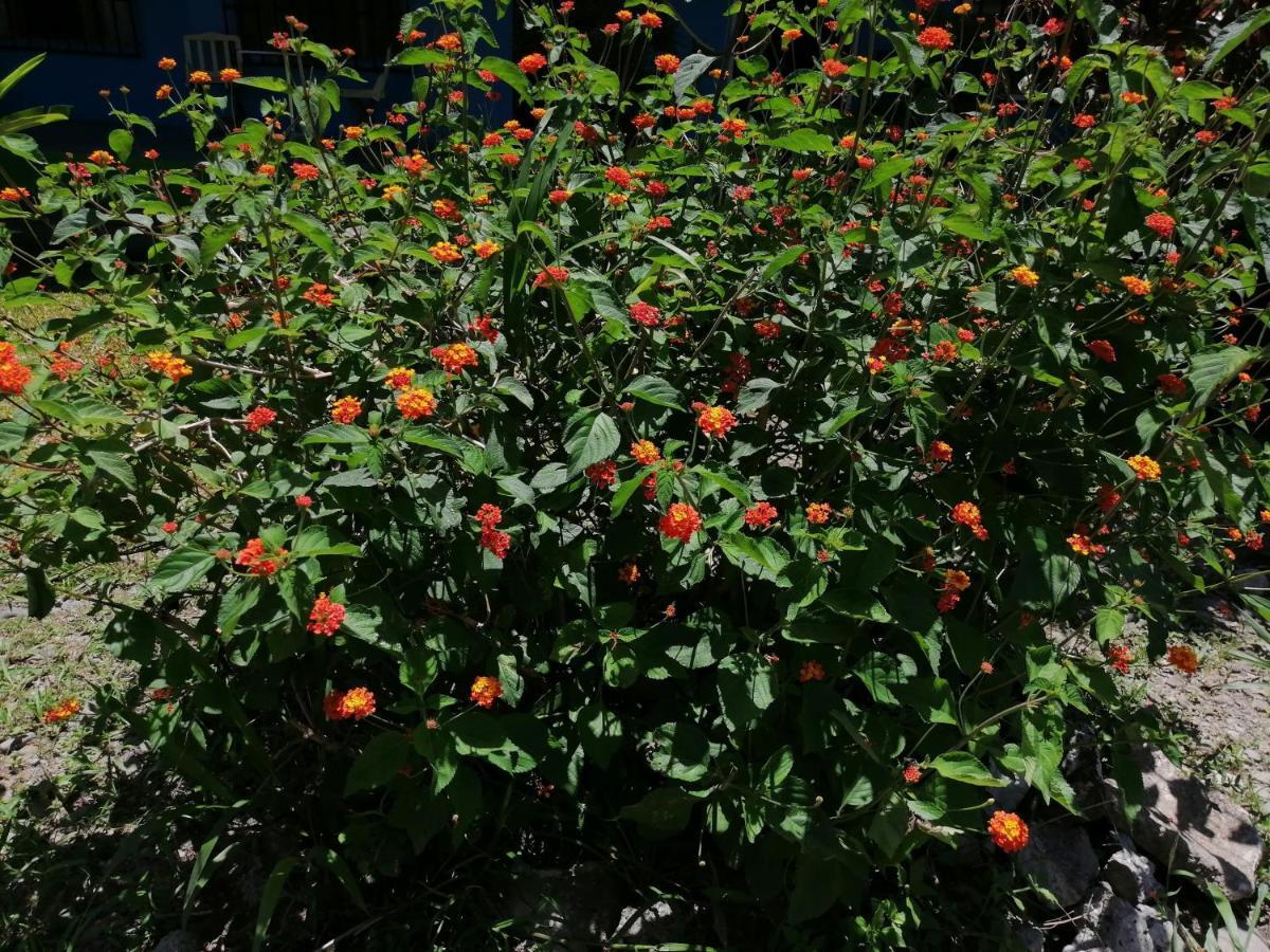 Magic Flower Rooms Cahuita Exterior foto